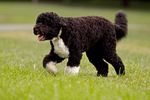 Walking Portuguese Water Dog 