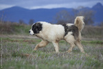 Walking Pyrenean Mastiff