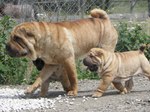 Walking Shar Pei dog and his baby