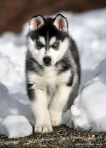 Walking Siberian Husky dog