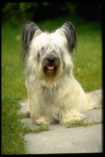 Walking Skye Terrier dog 