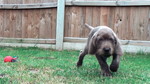 Walking Slovakian Rough-haired Pointer puppy