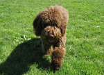 Walking Spanish Water Dog