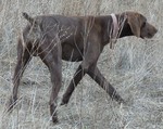 Древесная теннессийская тигровая собака гуляет