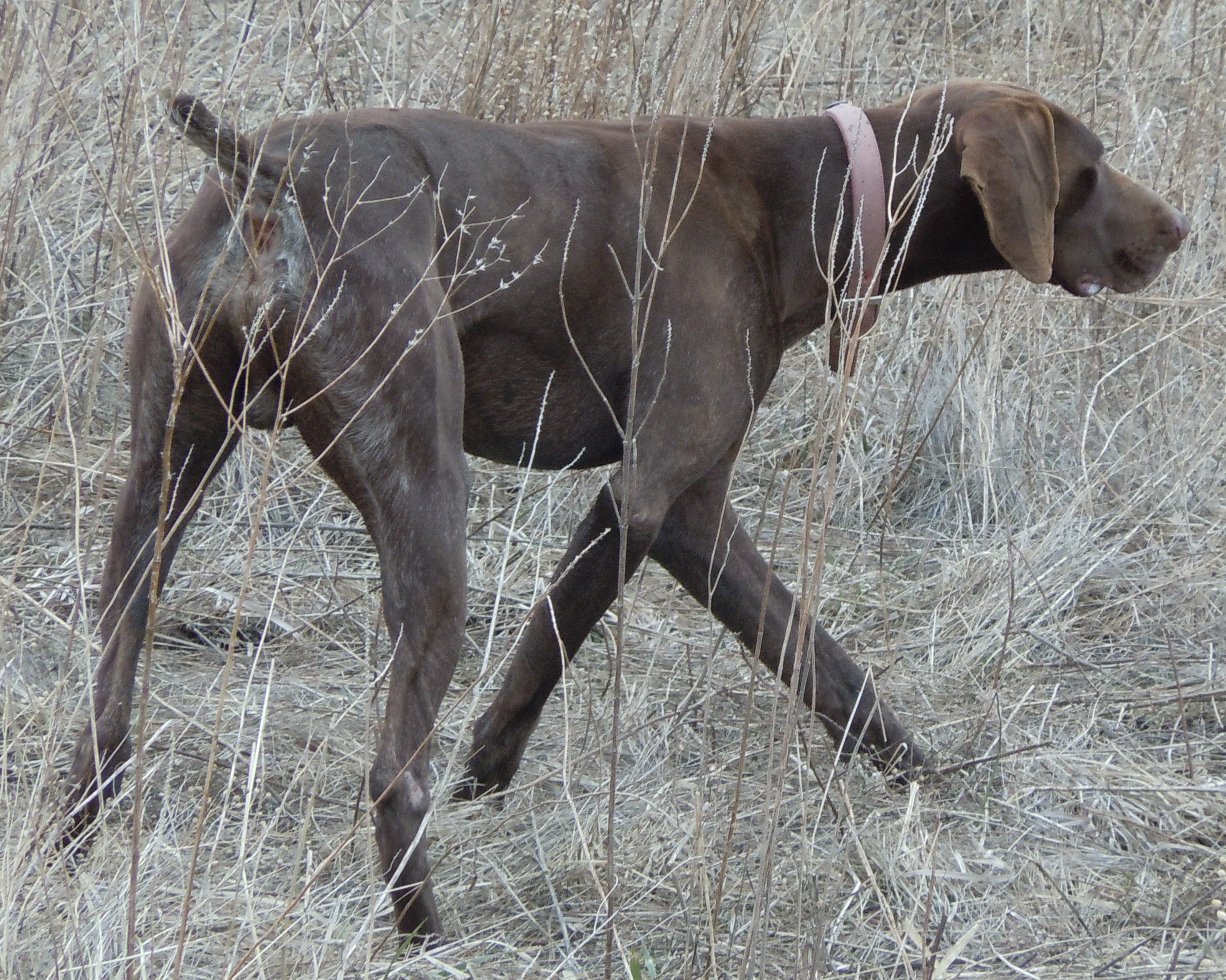 Древесная теннессийская тигровая собака гуляет фото