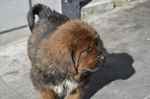 Walking Tibetan Mastiff puppy