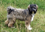 Walking Tibetan Terrier dog