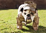 Walking Veterans Day Bulldog