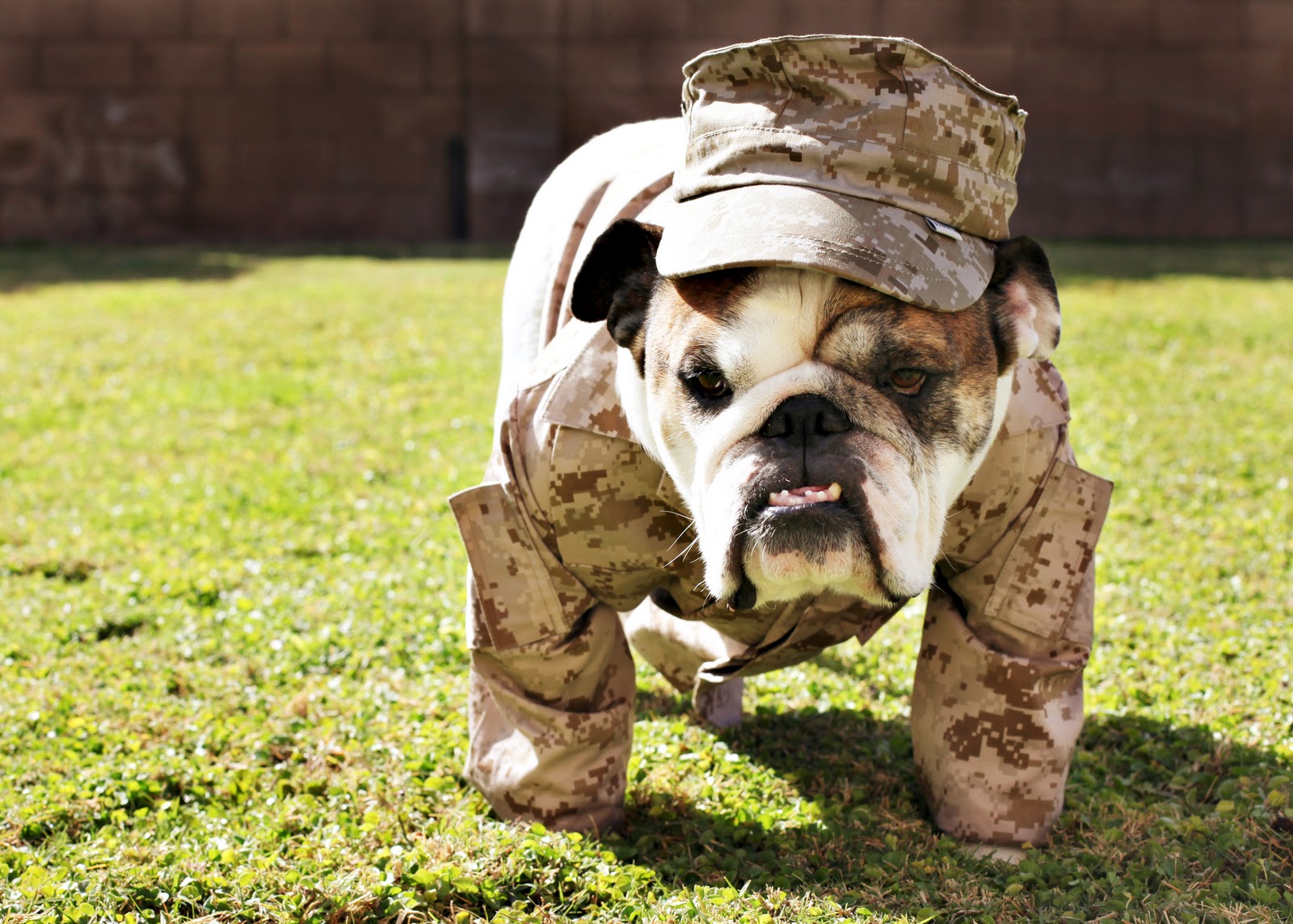 Walking Veterans Day Bulldog wallpaper