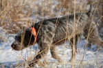 Walking Wirehaired Pointing Griffon dog