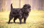 Affenpinscher in the forest