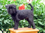 Affenpinscher on the chair