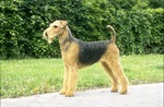 Airedale Terrier in the rack