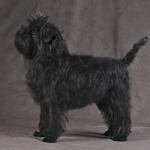 Affenpinscher - Alfried