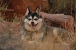 Alaskan Klee Kai dog in the desert