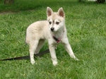 Alaskan Klee Kai playing on the grass