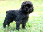 Affenpinscher on a sunny day