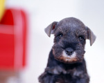 Cute Affenpinscher