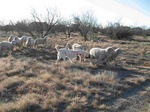 Akbash herding sheep