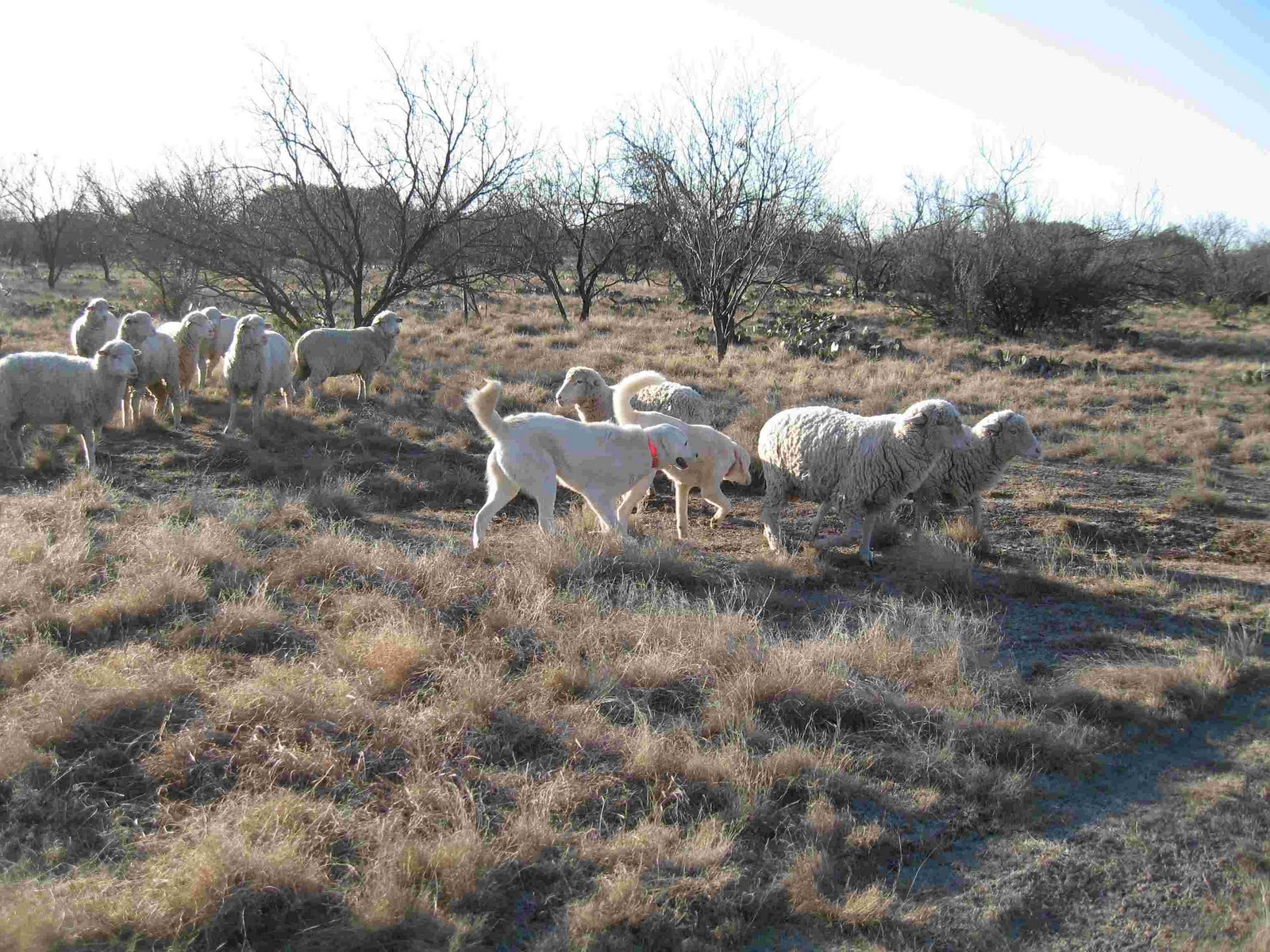 Akbash herding sheep wallpaper