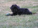 Sad Affenpinscher and his toy