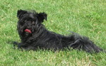 Affenpinscher watching you