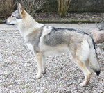 Watching Czechoslovak Wolfdog dog