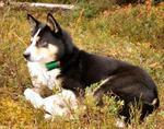 Watching East Siberian Laika dog 
