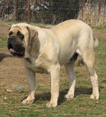 Watching English Mastiff dog 