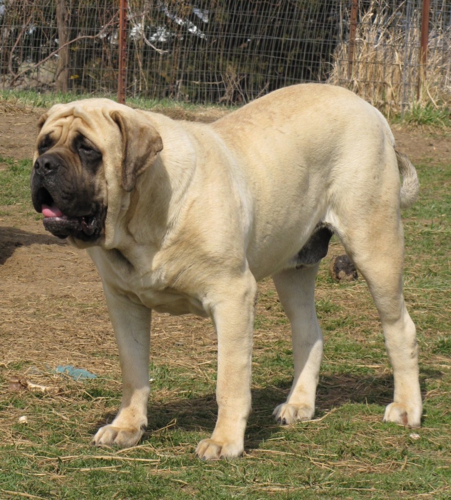 white english mastiff