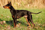 Watching English Toy Terrier(Black Tan)