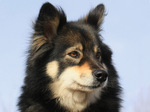 Watching Finnish Lapphund dog