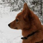 Watching Finnish Spitz dog