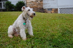 Watching Fox Terrier,Wire 