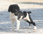 Watching French Brittany dog