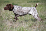 Watching German Shorthaired Pointer dog 