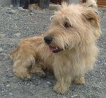 Watching Glen of Imaal Terrier dog 