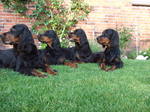 Watching Gordon Setter dogs