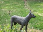 Watching Mexican Hairless Dog 