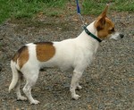 Watching Miniature Fox Terrier 