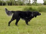 Watching Picardy Spaniel dog