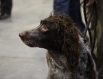 Watching Pont-Audemer Spaniel 