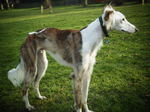 Watching Saluki dog 