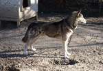 Watching Seppala Siberian Sleddog 