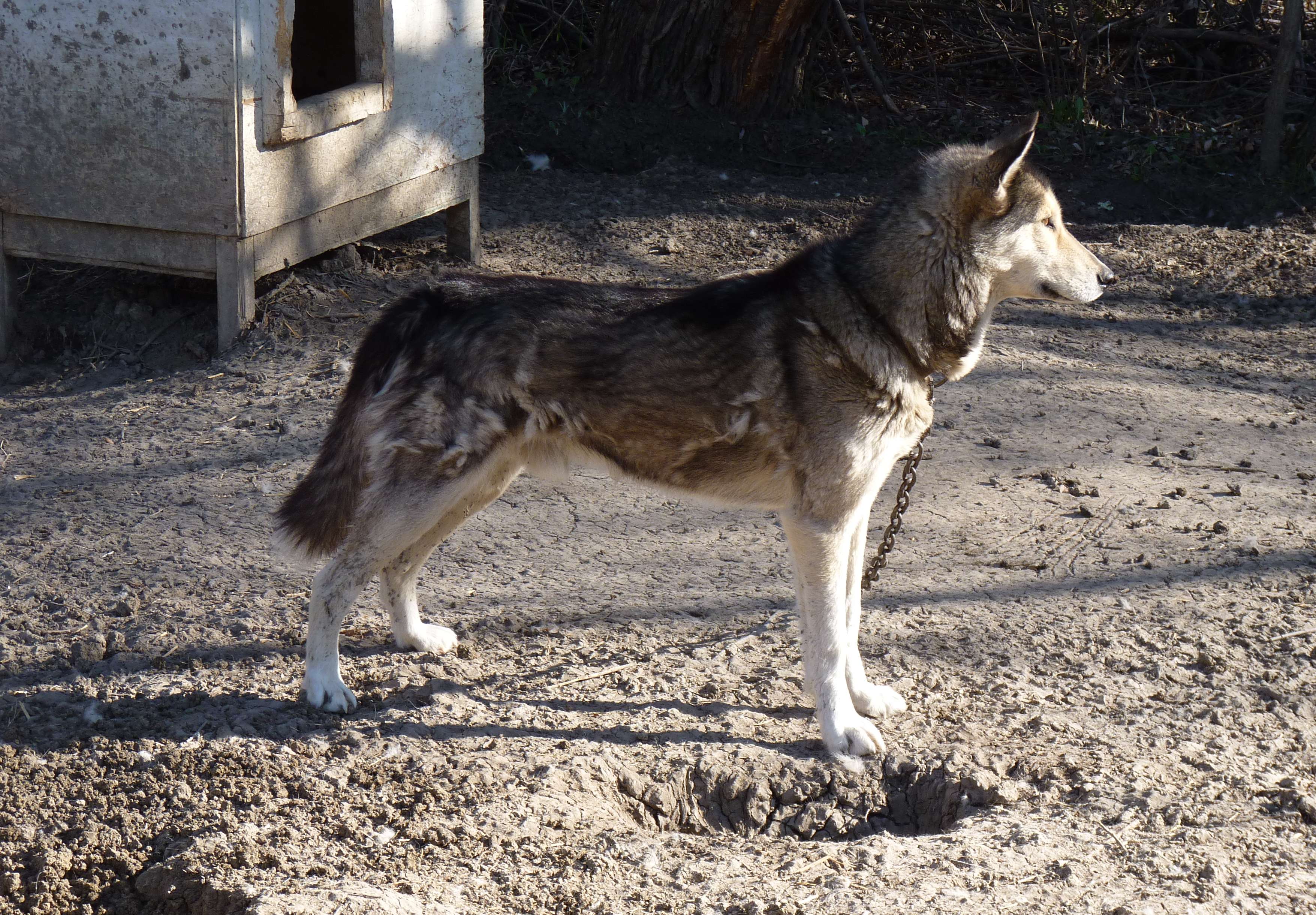 are seppala siberian sleddog good with kids