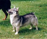 Watching Swedish Vallhund dog 