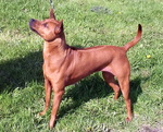 Watching Thai Ridgeback dog