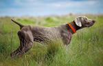 Weimaraner dog in the rack