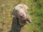 Weimaraner dog looking at you