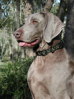 Weimaraner dog